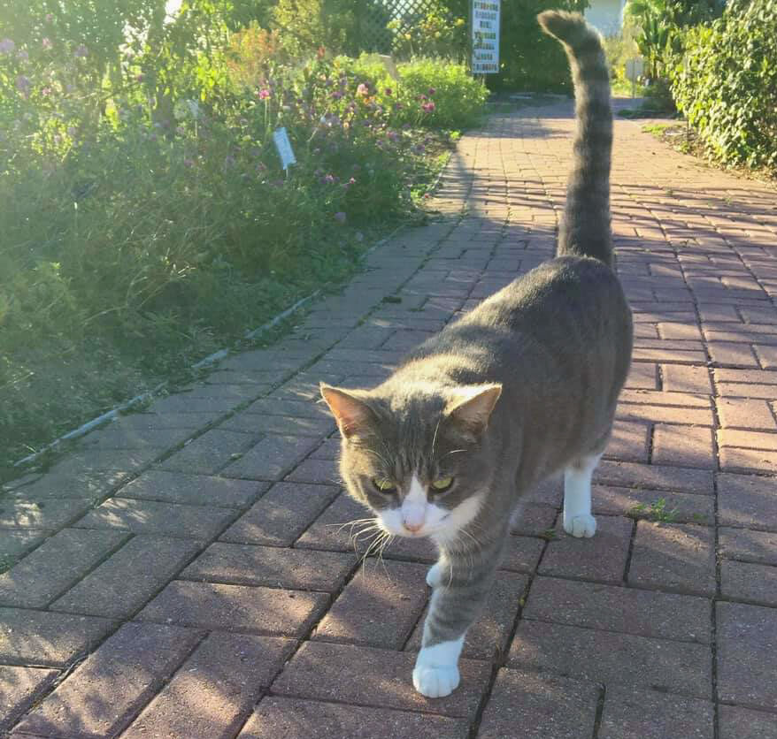 Cat